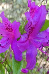 Lovely Purple Flowers 2019 Daily Planner Springtime 384 Pages