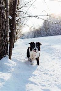 Cute Border Collie Dog in Snow