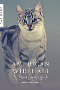 American Wirehair