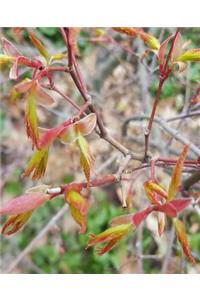 School Composition Book Japanese Maple Spring Buds