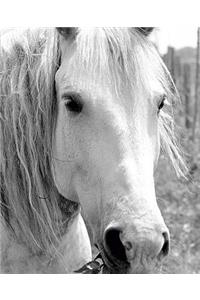 Horse Photo School Composition Book Equine Horse with Grass