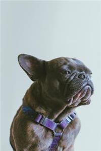 French Bulldog Dot Grid Journal