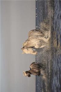 The Camargue Horse Journal