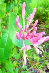 2020 Weekly Planner Blooming Honeysuckle Vine 134 Pages