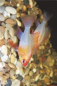 Gold Ram Cichlid Xanthistic Journal