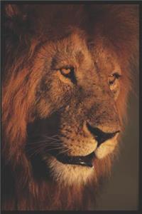 Lion - Daily Diary 2019: A Diary for Important Observances and Multi-Faith Religious Dates and Moon Phases