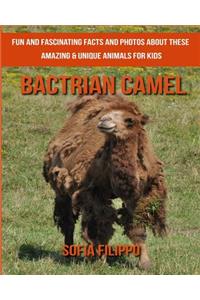 Bactrian camel