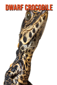 Dwarf Crocodile