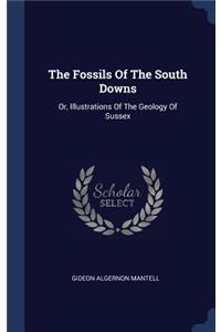 Fossils Of The South Downs