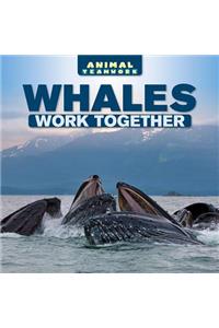 Whales Work Together