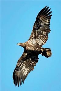 Juvenile Bald Eagle in Flight Journal