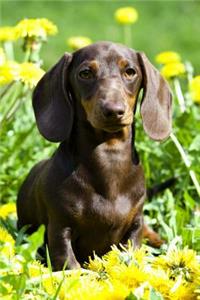 Dachshund