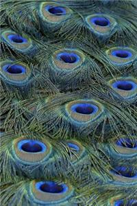 Beautiful Peacock Feathers Journal