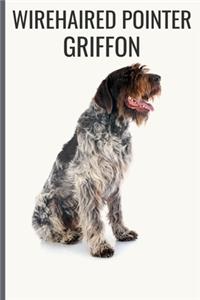 Wirehaired Pointer Griffon