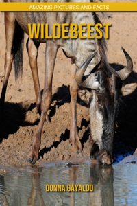 Wildebeest
