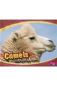 Camels