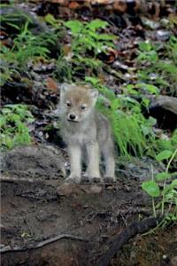 Timber Wolf Cub in Montana Journal