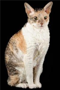 Cornish Rex