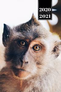 Monkey Ape Week Planner Weekly Organizer Calendar 2020 / 2021 - Glowing Eyes