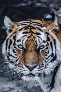 Notebook - Tiger