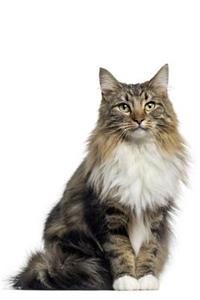 Norwegian Forest Notebook