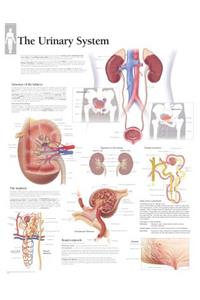 Urinary System Laminated Poster