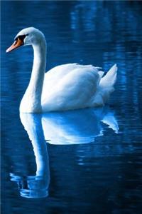 Elegant Swan