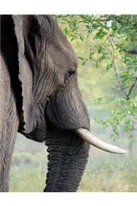 Elephant Animal Notebook