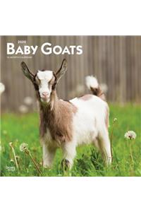 Baby Goats 2020 Square