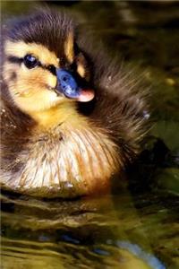 Duckling Mallard Duck in a Pond Journal