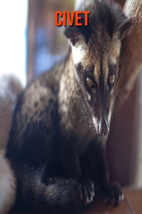 Civet