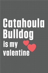 Catahoula Bulldog is my valentine: For Catahoula Bulldog Fans