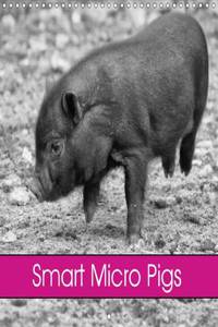 Smart Micro Pigs 2016