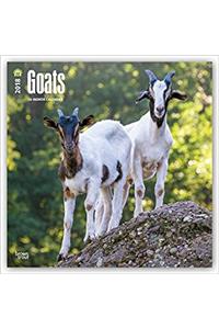 Goats 2018 Calendar