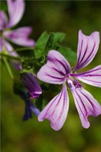 Purple Phlox Flower Journal