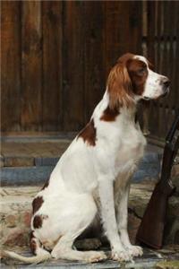 Irish Red and White Setter