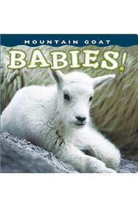 Mountain Goat Babies!