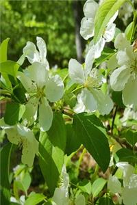 2020 Weekly Planner Flowering Trees Springtime 134 Pages
