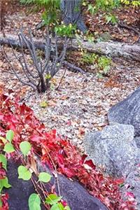 2019 Daily Planner Nature Late Autumn 384 Pages
