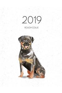 2019 Rough Collie