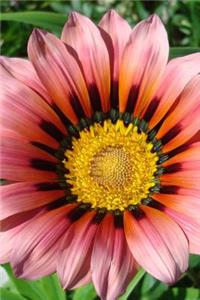 African Daisy Gazania Flower Up Close Garden Journal