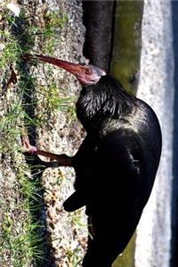 Northern Bald Ibis Looking for Food Journal
