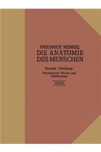 Atlas zu Peripherische Nerven und Gefäßsystem
