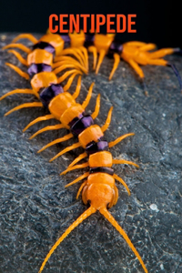 Centipede