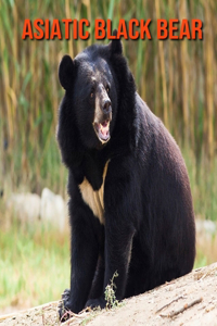 Asiatic Black Bear