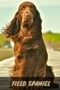 Field Spaniel