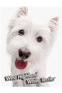 West Highland White Terrier