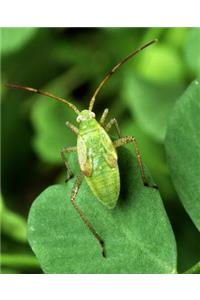 Insect School Composition Book Bug Antennae Entomology