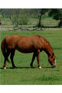 Horse Photo School Composition Book Equine Grazing Chestnut