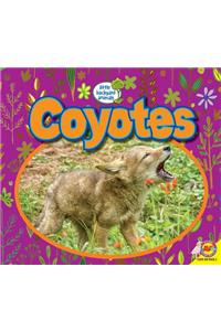 Coyotes